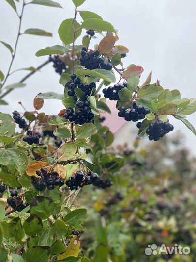 Черноплодная рябина ягоды