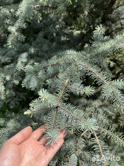 Ель низкорослая Edit 325-350 см