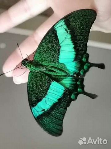 Живые бабочки в подарок, Мини-фермы. От