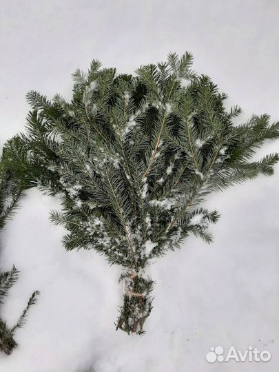 Банные запарки пихтовые, хвойные