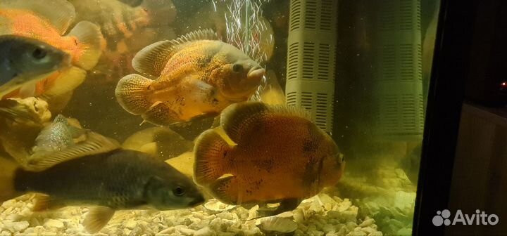 Астранотус