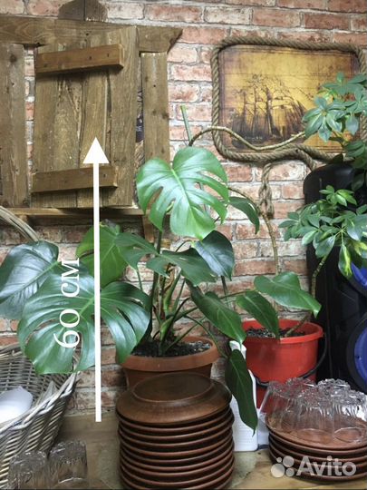 Монстера деликатесная (Monstera deliciosa)