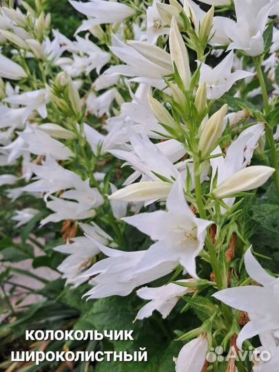 Многолетние растения