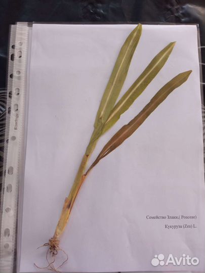 Гербарий кормовых растений 15 штук