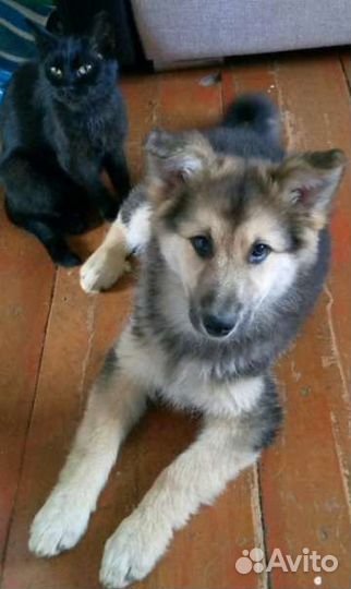 Щенок 3 месяца