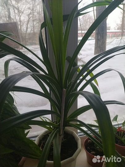 Комнатные цветы