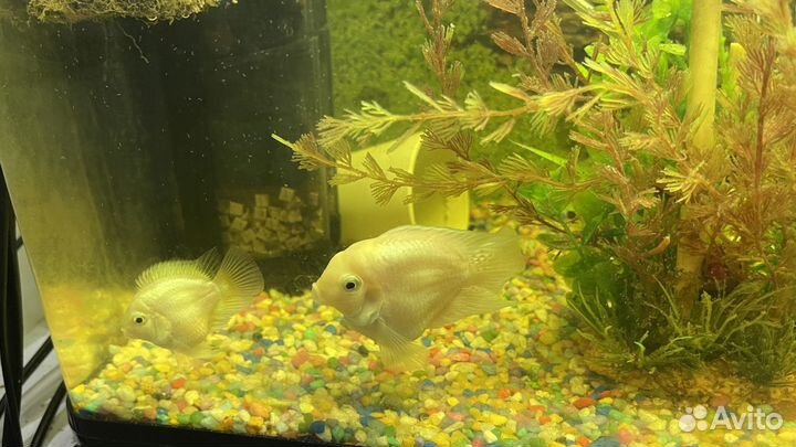 Цихлида попугай платиновый