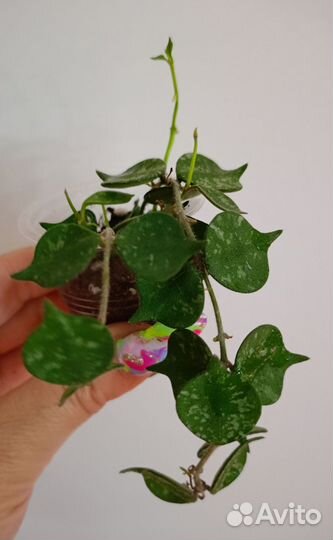 Хойя. Разные