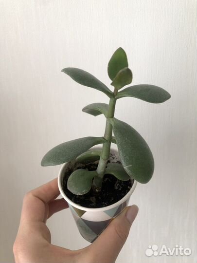 Денежное дерево