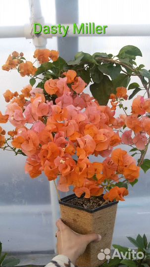 Бугенвиллия