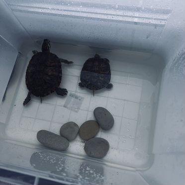 Красноухая черепаха