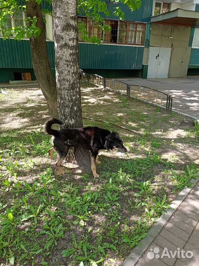 Найдена собака