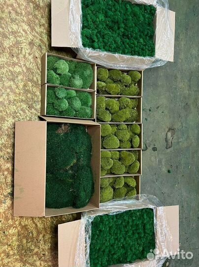 Стабилизированный мох опт розница