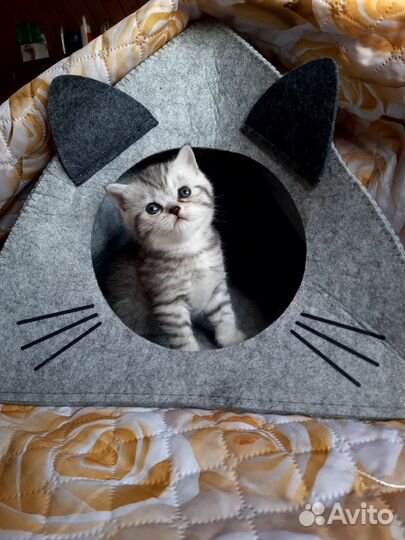 Шотландские вислоухие котята