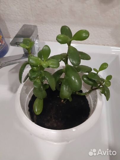 Денежное дерево - толстянка