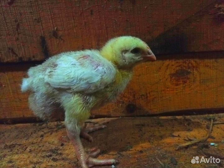 Бройлеры кобб 500