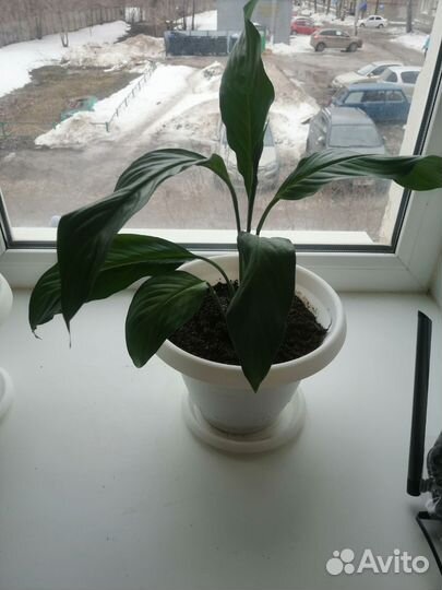 Спатифиллум