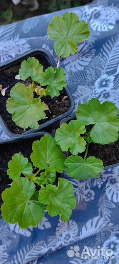 Пеларгония герань