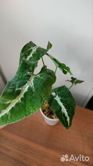 Сингониум вендланда