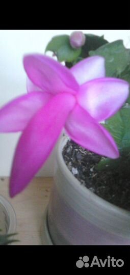 Декабрист Шлюмбергера и Рипсалидопсис