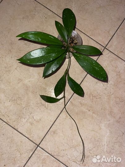 Хойя Hoya 1