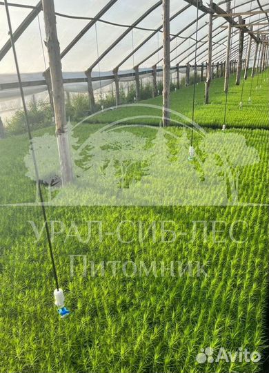 Лиственница Сибирская зкс сеянцы