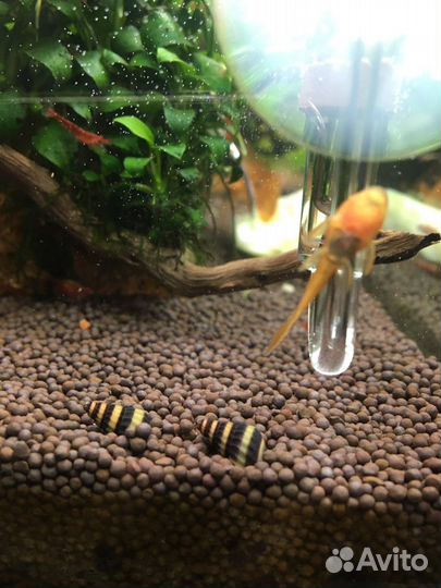 Креветка красная Вишня