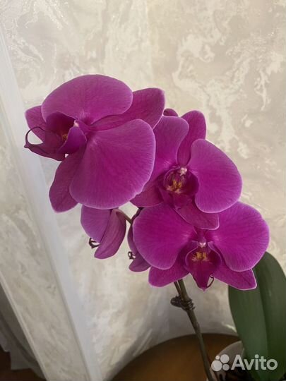 Орхидея фаленопсис