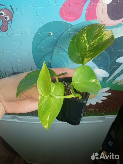 Продам 4 сорта сциндапсусов