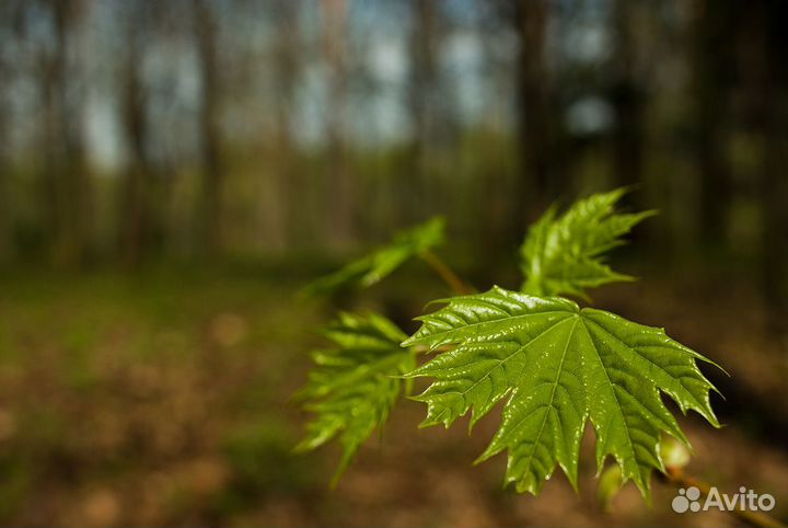 Sigma AF Super-Wide II 24mm f2.8 MC Macro Canon EF