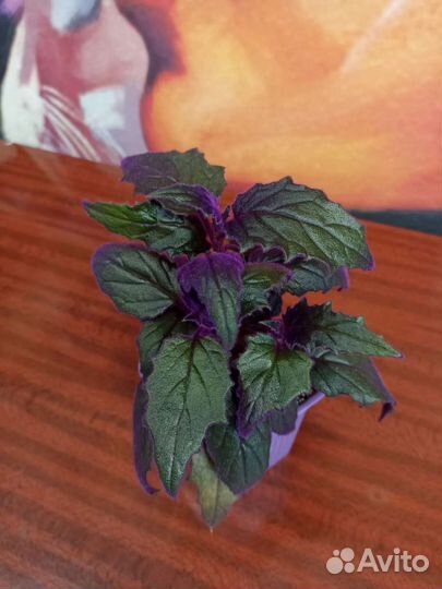 Пурпурное счастье на вашем окне