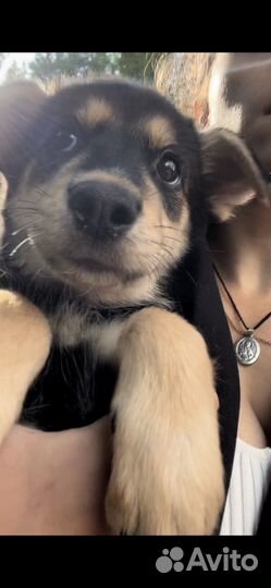 Щенки в добрые руки