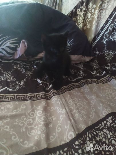 Отдам котенка в добрые руки