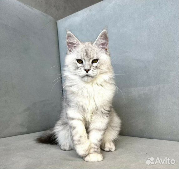 Котик Мейн кун