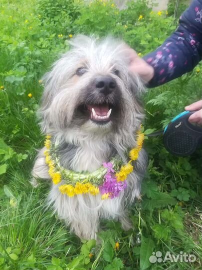 Собака метис не большая в добрые руки