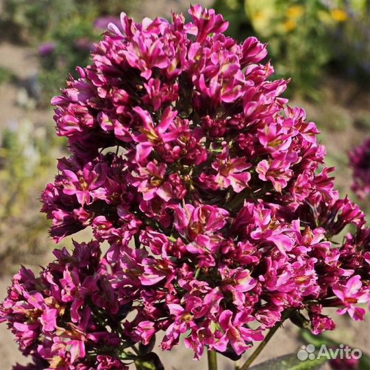 Флокс Нейчерел Филингс (Natural Feelings)