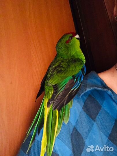 Попугай какарики и неразлучники птенцы