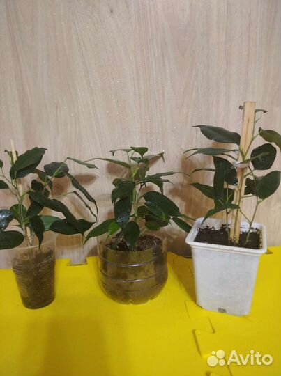 Фикус Бенжамин(отростки)