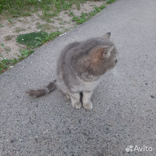 Кот в добрые руки
