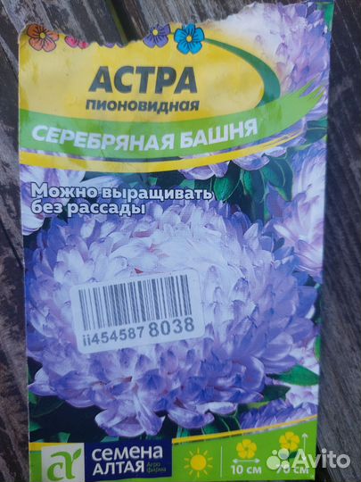 Рассада: лаванда, гипсофила, астра