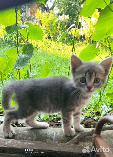 Отдам котенка в добрые руки