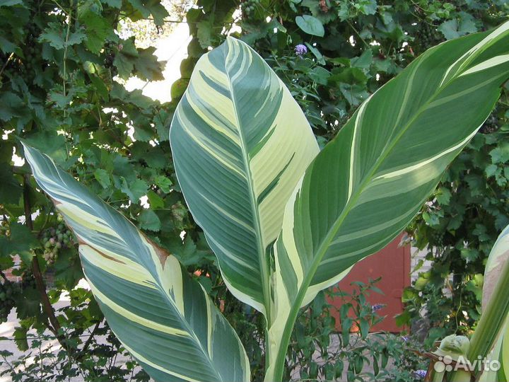 Канна Штутгард