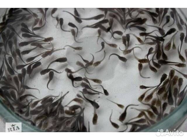 Рыбопосадочный материал Кларий Мраморный