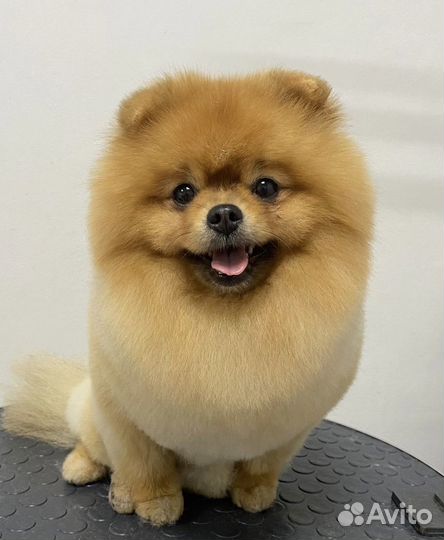 Померанский шпиц вязка кобель