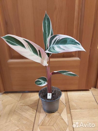 Строманта триостар