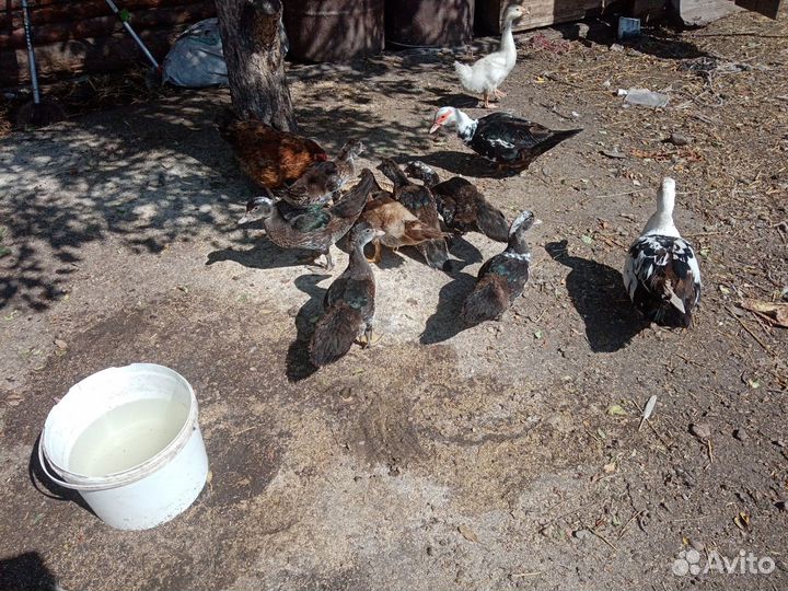 Продам кур, уток, гусей