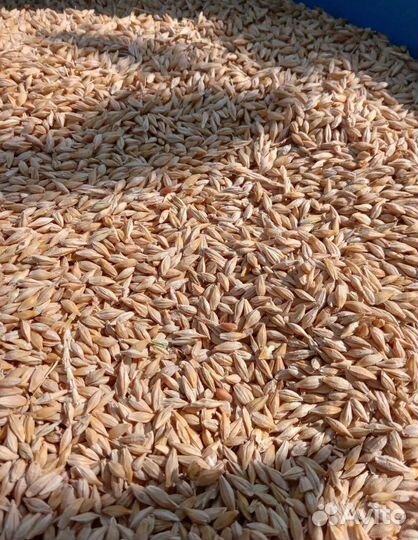 Пшеница яровая, Ячмень озимый на корм