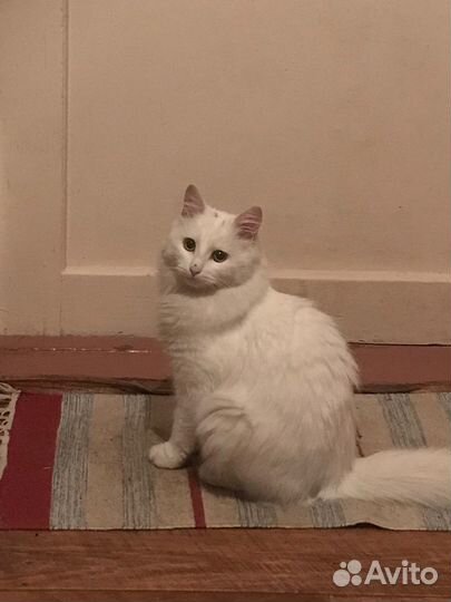 Котята в добрые руки девочки