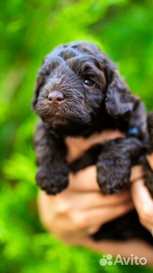 Щенки той -пуделя