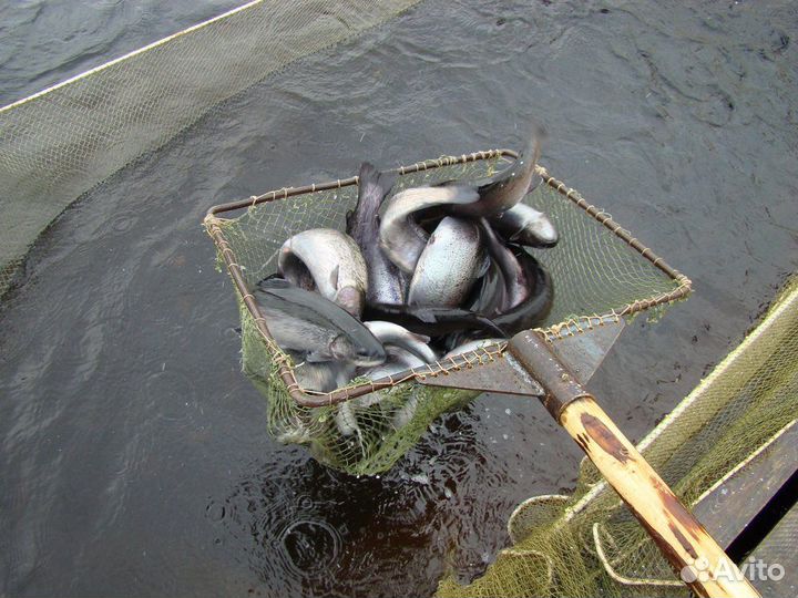 Форель свежая